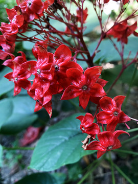 狀元紅網(wǎng)，揭秘4987精準(zhǔn)資料的秘密，狀元紅網(wǎng)揭秘，精準(zhǔn)資料4987背后的秘密