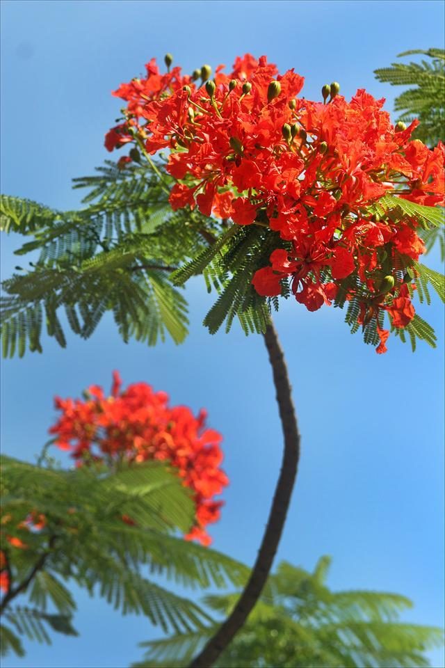 狀元紅，揭秘4987最準(zhǔn)最快的秘密武器，狀元紅，揭秘最準(zhǔn)最快的秘密武器 4987