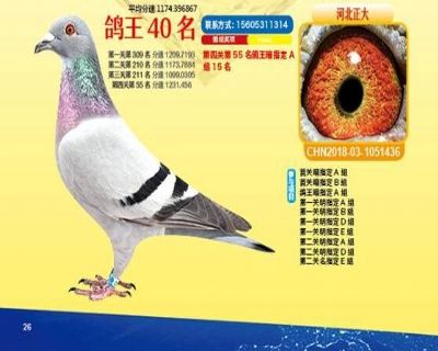 王中王四馬一肖，探尋背后的故事與奧秘，王中王四馬一肖，背后的故事與奧秘探尋