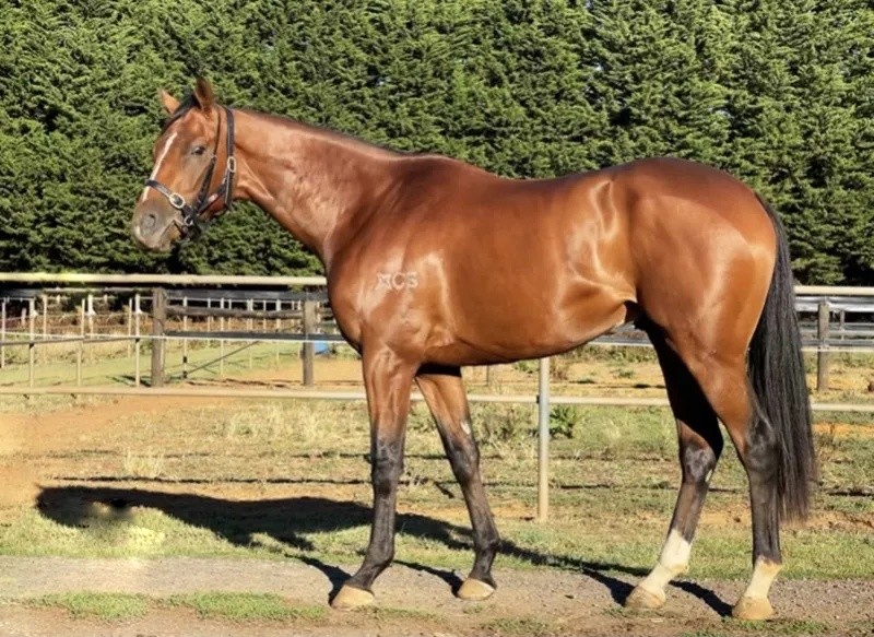 今晚澳門特馬開什么？今晚四不像的探討，今晚澳門特馬開彩結果及四不像探討
