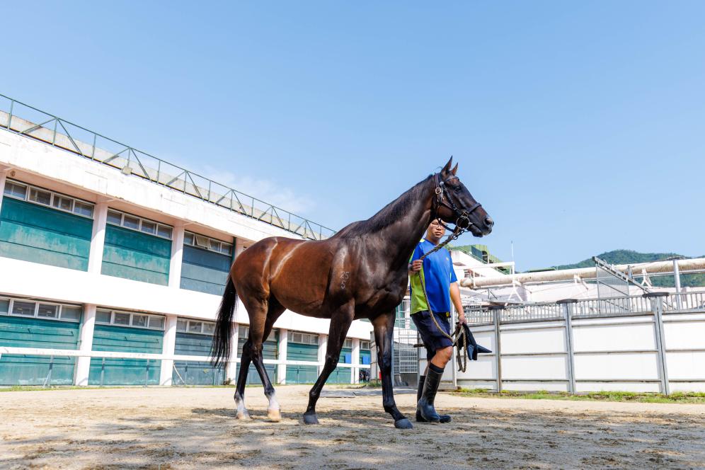香港賽馬，77777與888888的傳奇故事，香港賽馬傳奇，77777與888888的賽場奇緣
