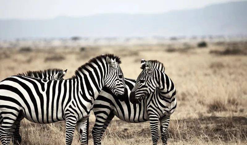 澳門一碼一肖一待一中四不像——揭開神秘面紗下的真相，澳門神秘事件揭秘，一碼一肖一待一中四不像真相探索