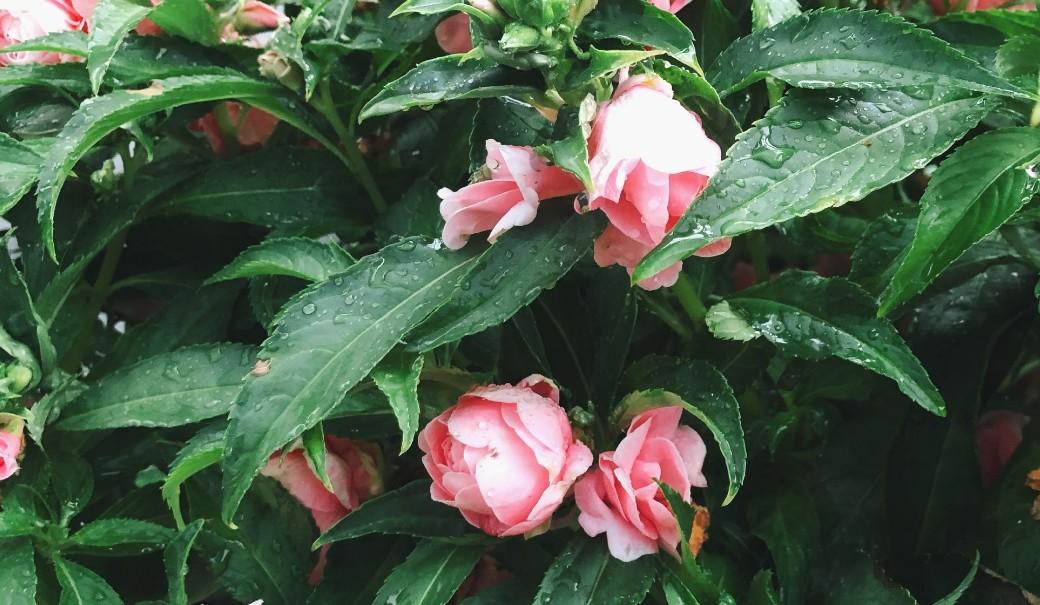 透骨草，探尋古老植物的奧秘與神奇功效，探尋透骨草的奧秘與神奇功效