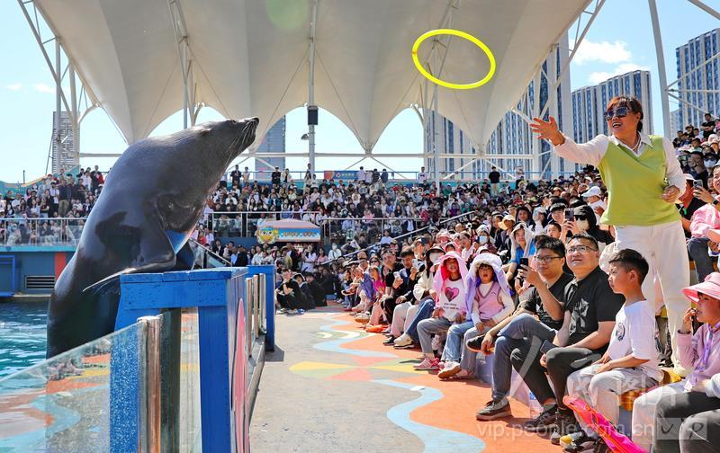 新澳2025今晚開獎結果揭曉，期待與驚喜并存，新澳2025今晚開獎結果揭曉，期待與驚喜交織的時刻