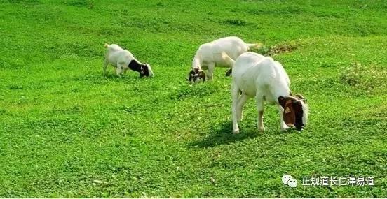 澳門出羊下期必開一肖，揭秘生肖彩票的奧秘與策略，揭秘生肖彩票奧秘，澳門出羊后必開一肖策略探討
