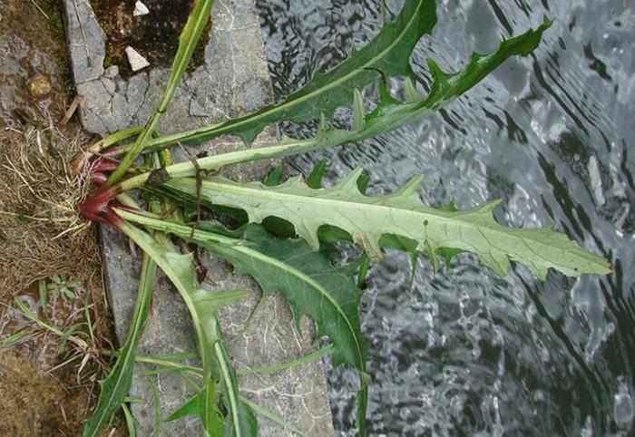 關(guān)于益母草過(guò)量攝入導(dǎo)致意外流產(chǎn)的警示，益母草過(guò)量攝入引發(fā)意外流產(chǎn)風(fēng)險(xiǎn)警示