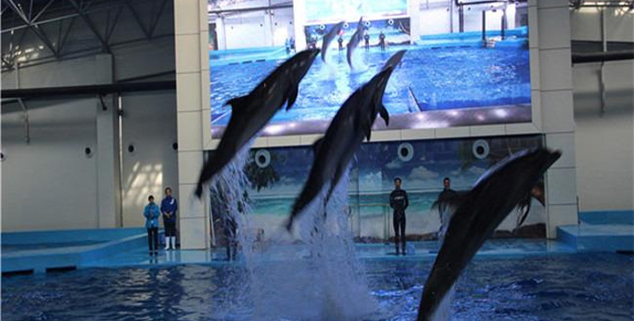 合肥海洋館門票價格詳解，合肥海洋館門票價格全面解析