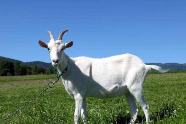 今晚澳門開三肖兔羊蛇，探索生肖運勢與風水預(yù)測的魅力，生肖運勢與風水預(yù)測探索，兔羊蛇今晚在澳門展現(xiàn)魅力