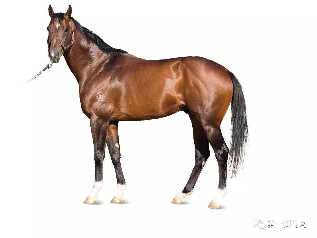 王中王資料一肖中馬，深度解析與SEO優(yōu)化策略，王中王資料一肖中馬深度解析與SEO優(yōu)化策略探討