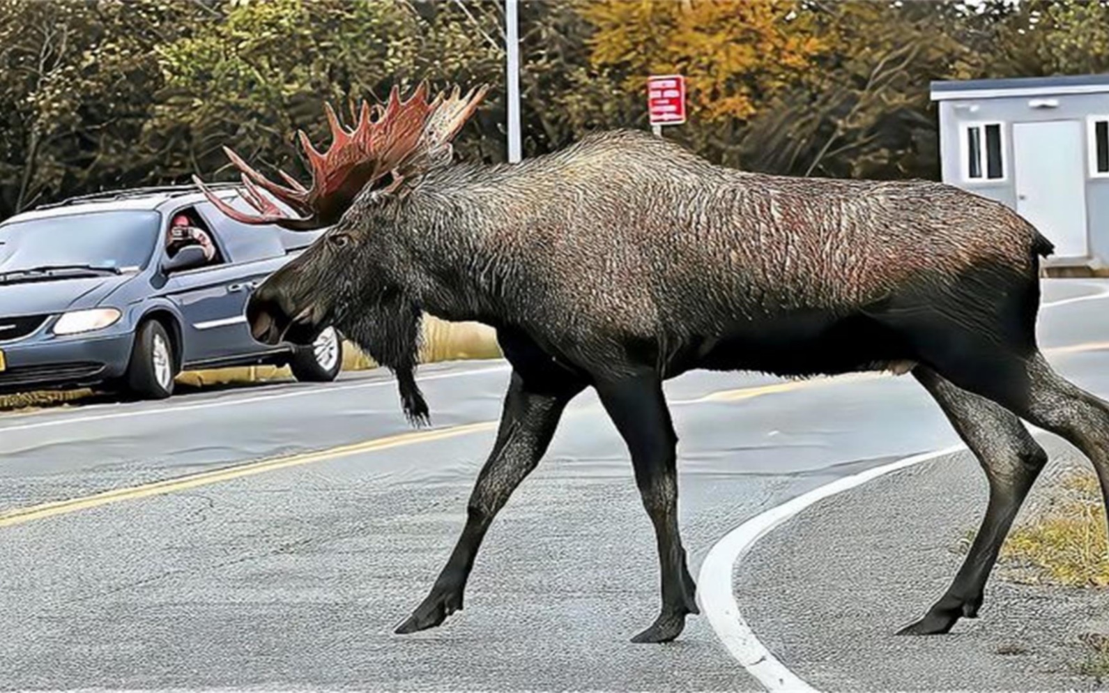 四不像正版資料的探索與解析，四不像正版資料的深度探索與解析