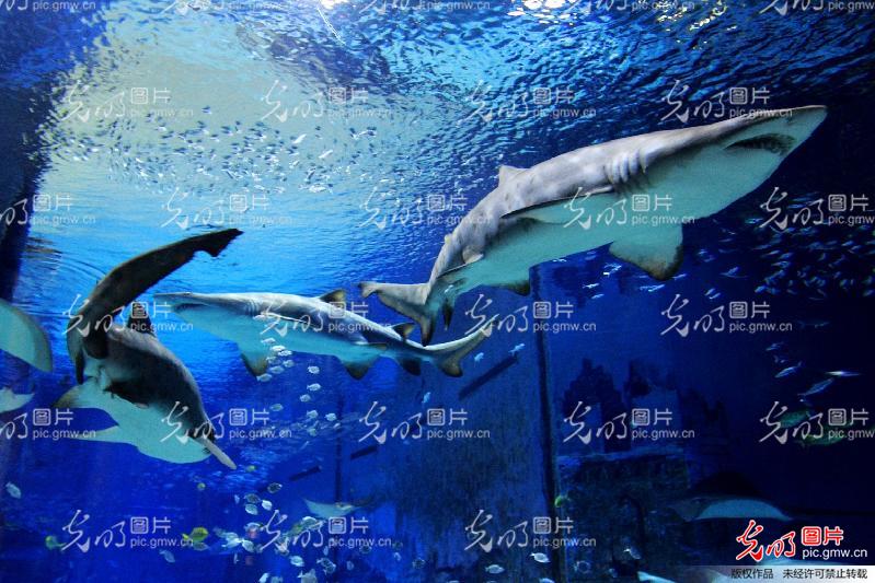 探索神秘的海底世界海洋館，一場奇妙的海洋之旅，深海奧秘之旅，海洋館里的奇妙海底世界探索