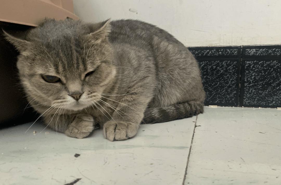 澳門一碼一肖一待一中四不像，探索與解析，澳門一碼一肖一待一中四不像，深度解析與探索